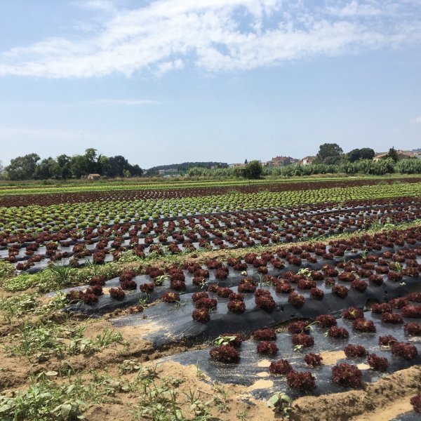 AGRICULTURE