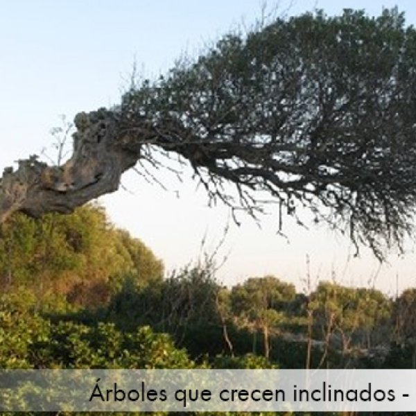 VIENTOS PARA TODOS LOS GUSTOS
