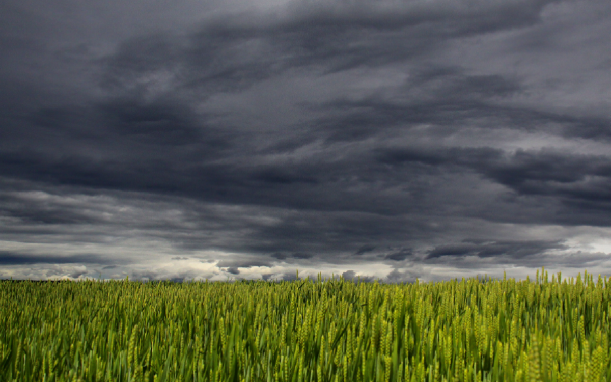 ¿CÓMO AYUDA LA PREDICCIÓN METEOROLÓGICA A LA AGRICULTURA? 