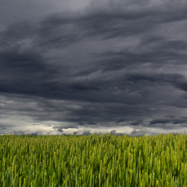 COM AJUDA LA PREDICCIÓ METEOROLÒGICA A L’AGRICULTURA? 